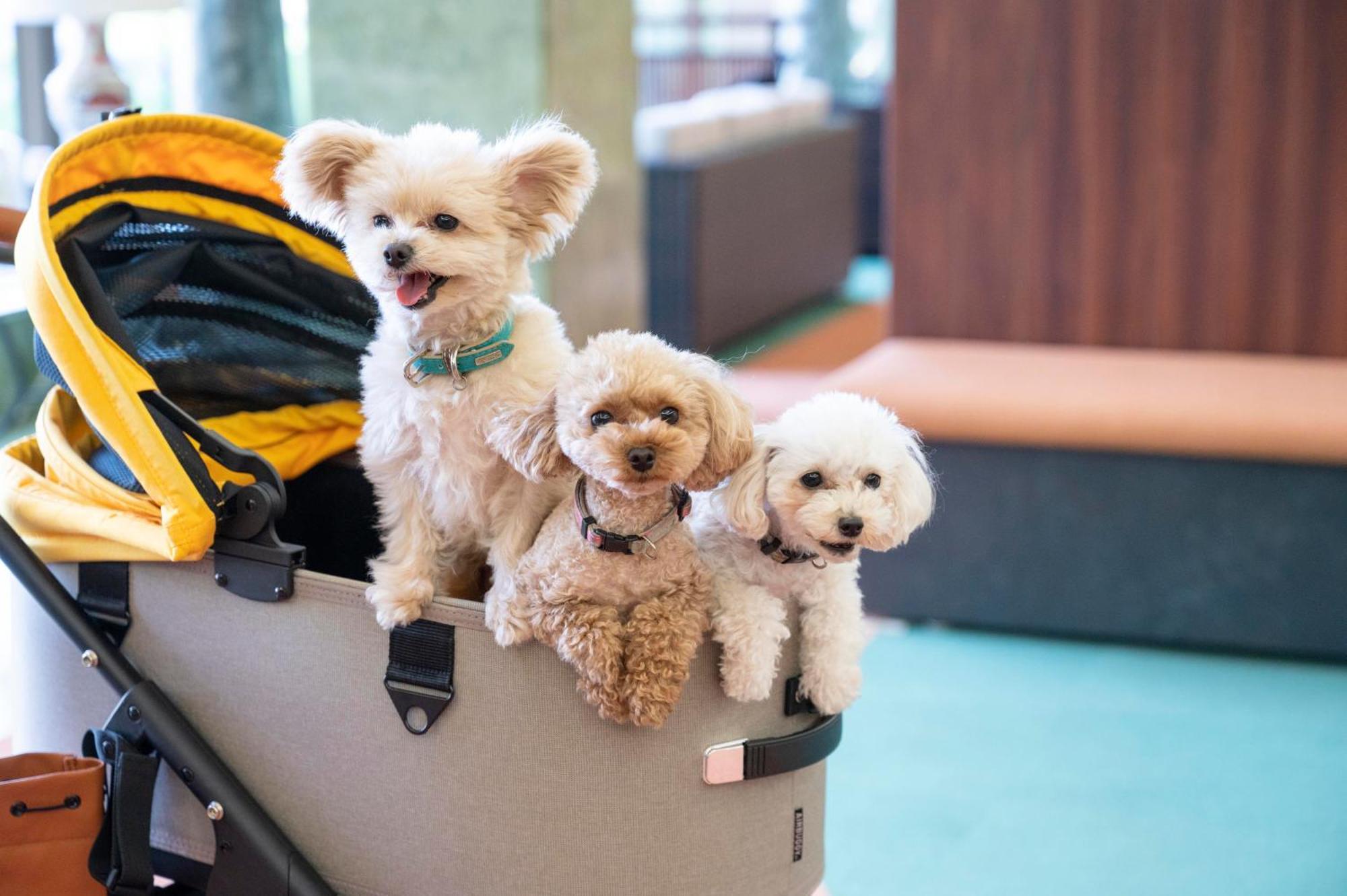 Izumigo Lake Hamana Dog Paradise Hotel Hamamatsu Buitenkant foto